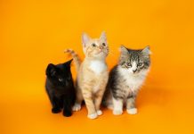 Are Cats Getting Tamer, Or Is It People Who Are Changing?