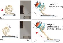 Butterfly-Inspired Ceramic Scrolls Could Help Tiny Robots Move and Lift Objects