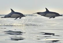 Dolphins Learn How to Use Tools to Hunt for Fish from Their Mothers