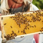 Fruit And Honey Fueled the Early Evolution of The Human Brain