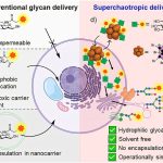 Scientists Find a New Way to Deliver Sugars Directly into Living Cells
