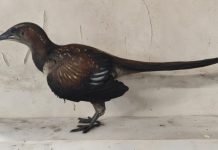 How the World’s First Bird Took Flight