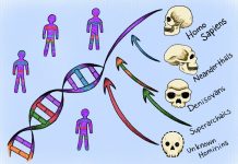 Scientists Trace Modern Human DNA to Two Long-Lost Human Ancestors