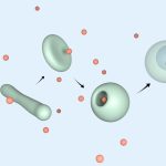 Simple Oil Droplets Can Change Shape and Swallow Their Surroundings, Study Finds