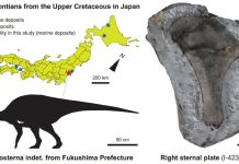 Small Dinosaur Fossil Reveals a More Diverse Prehistoric Coast in Japan