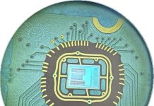 Tiny Fruit Fly Brain Inspires a Smarter, More Efficient AI Algorithm