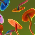 One Dose of Magic Mushroom Compound May Leave the Brain Changed for Weeks