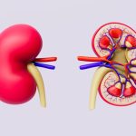 How Kidney Disease Can Harm Your Brain