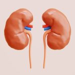 The Hidden Link Between Kidney Disease and Memory Loss