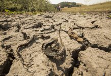 Why Drought Can Actually Make Some Diseases More Dangerous