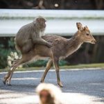 Why Monkeys Befriend Dogs, Deer and Other Animals