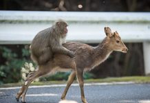 Why Monkeys Befriend Dogs, Deer and Other Animals